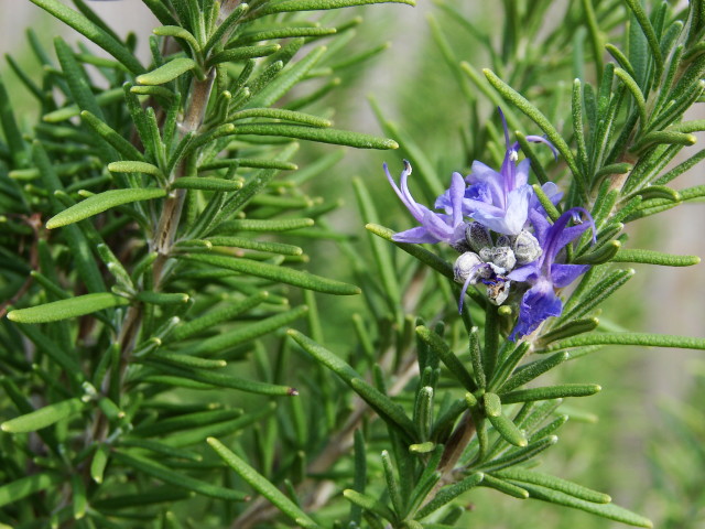 rosemary