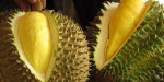 video-travel-durian-articleLarge